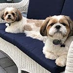 Bailey and Tucker - Dogs
